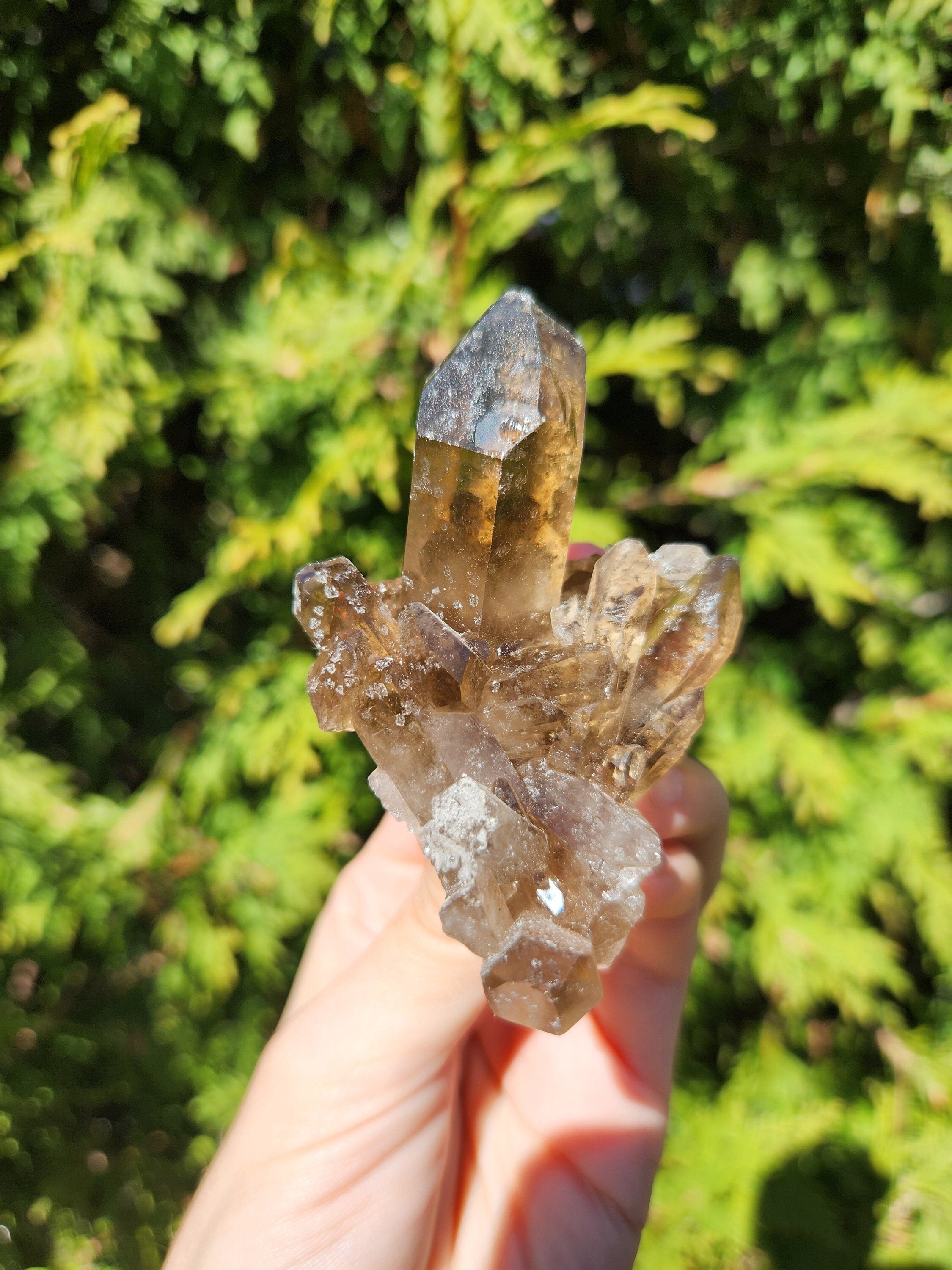 Smoky Quartz Cluster