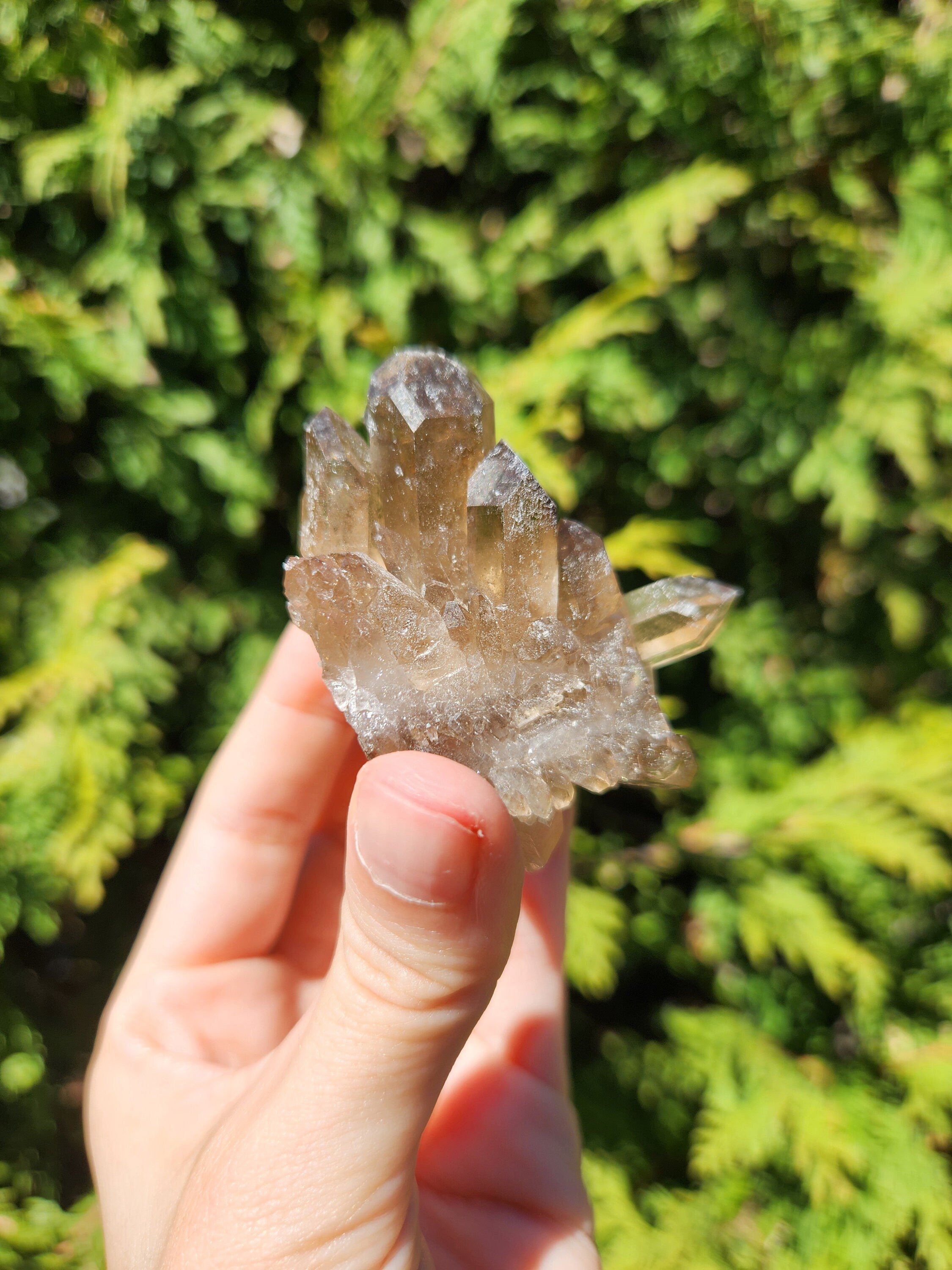 Smoky Quartz Cluster