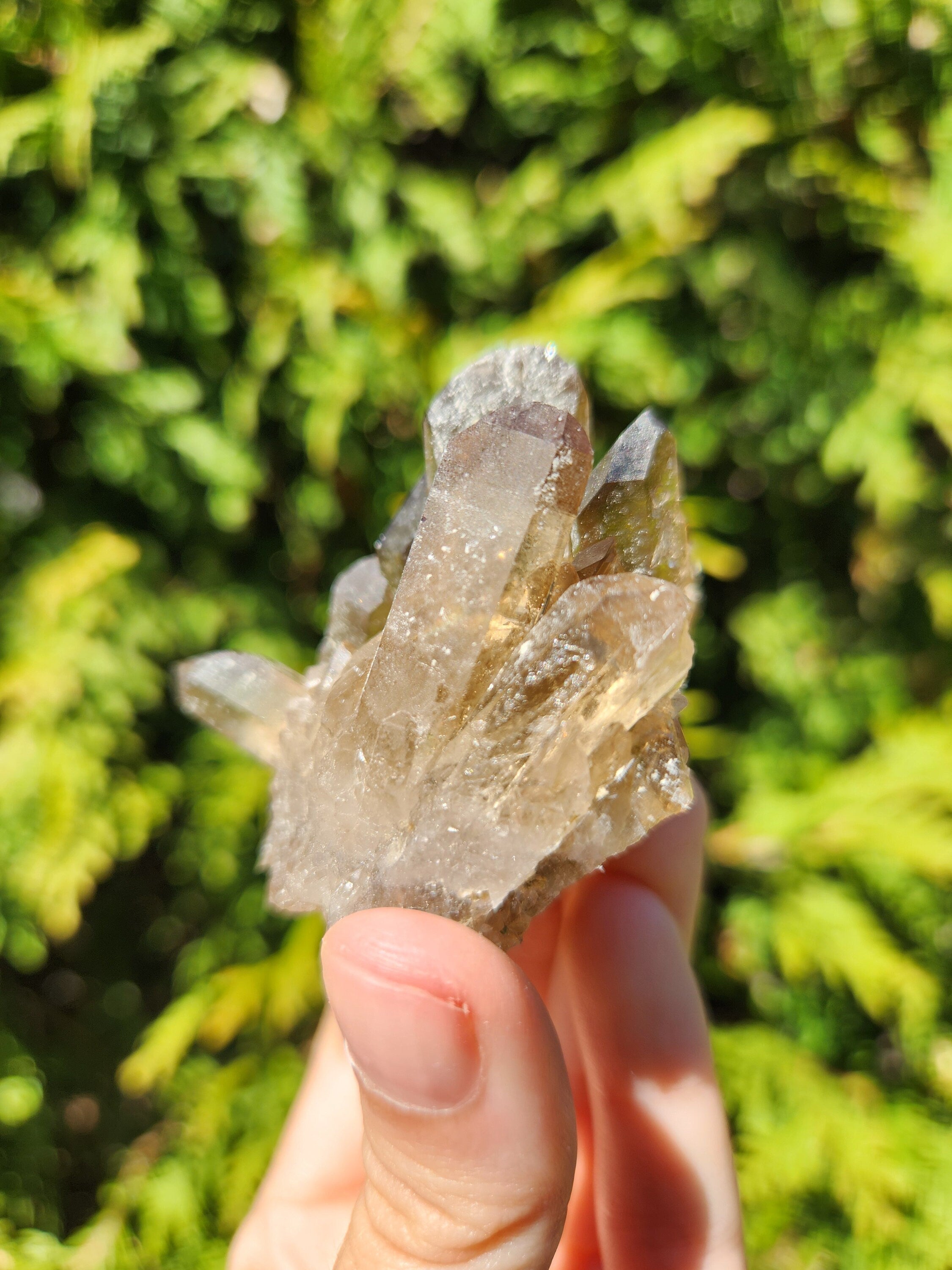 Smoky Quartz Cluster