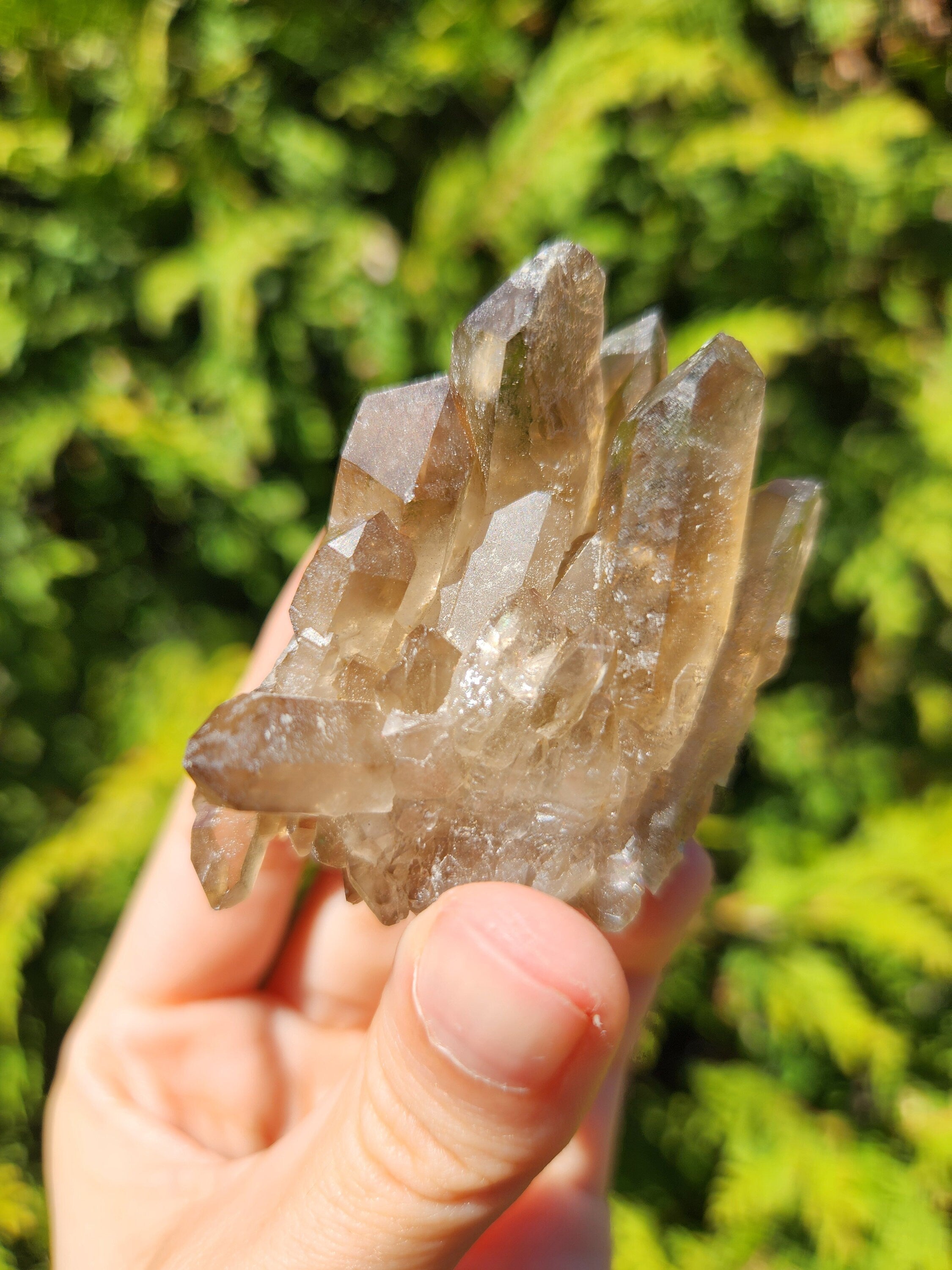 Smoky Quartz Cluster