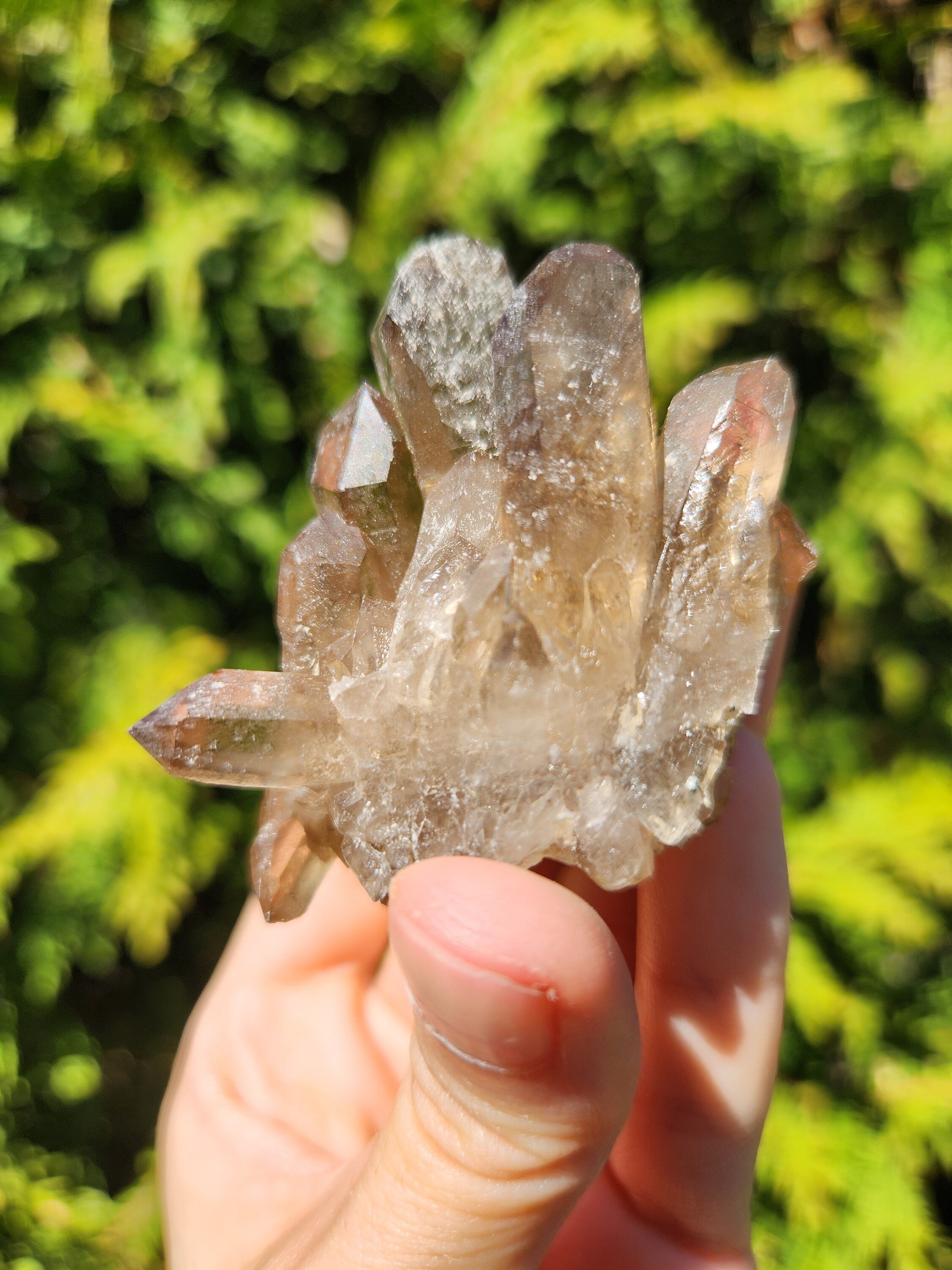 Smoky Quartz Cluster