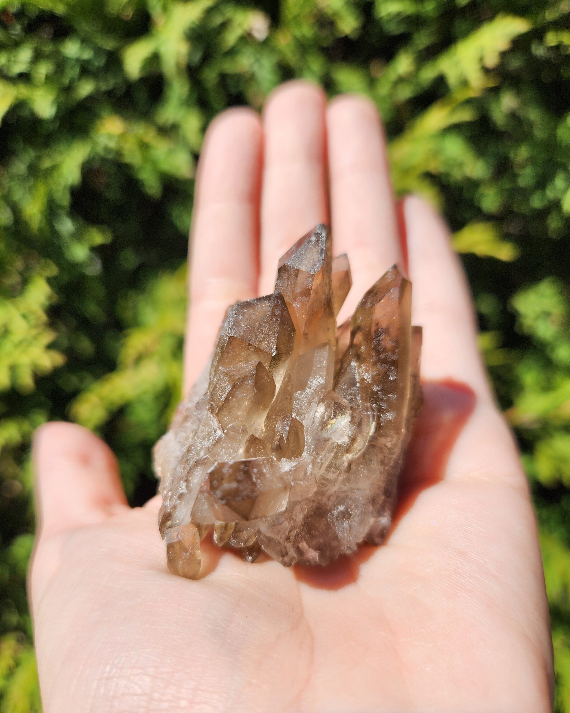 Smoky Quartz Cluster