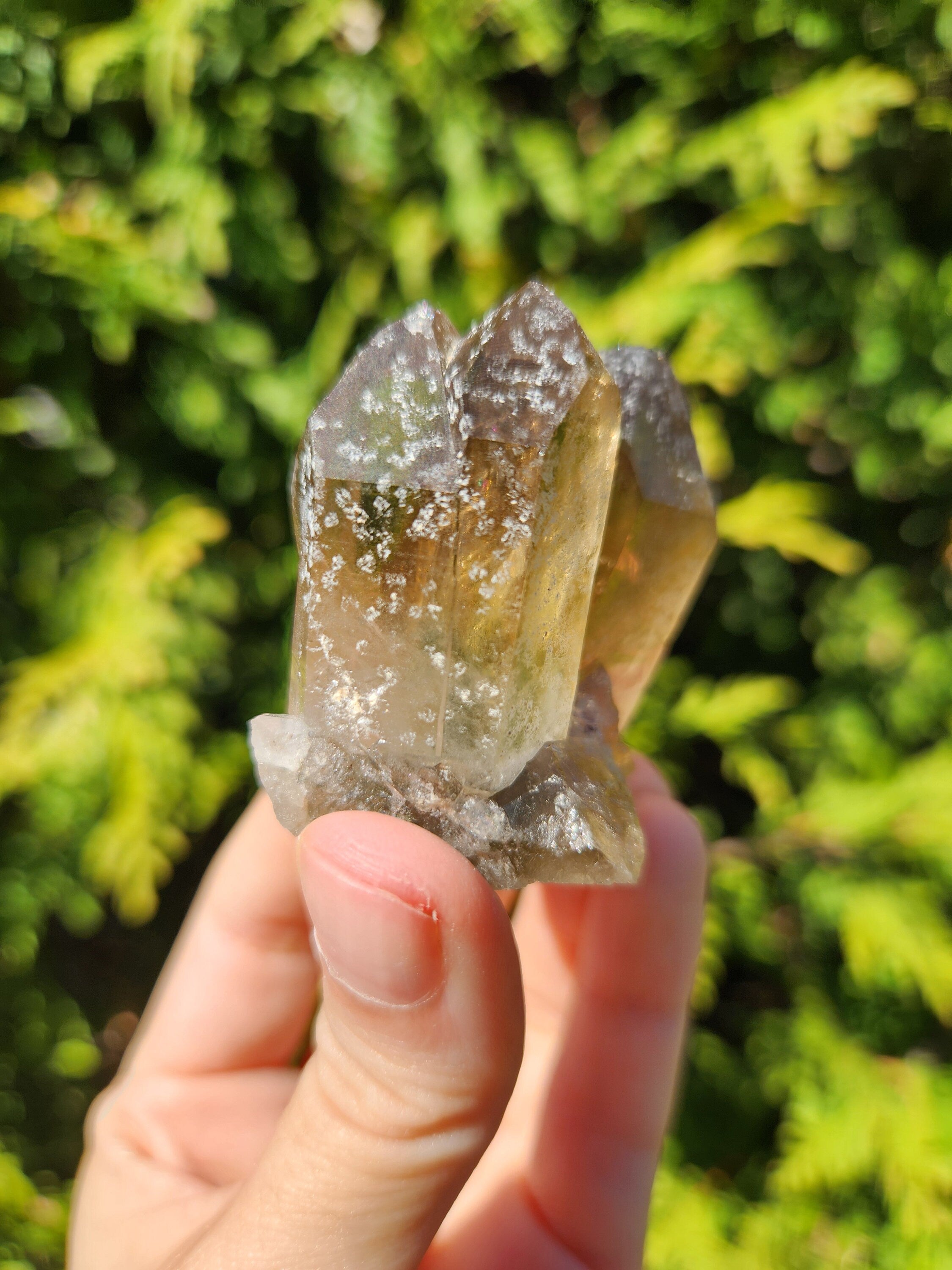 Smoky Quartz Cluster