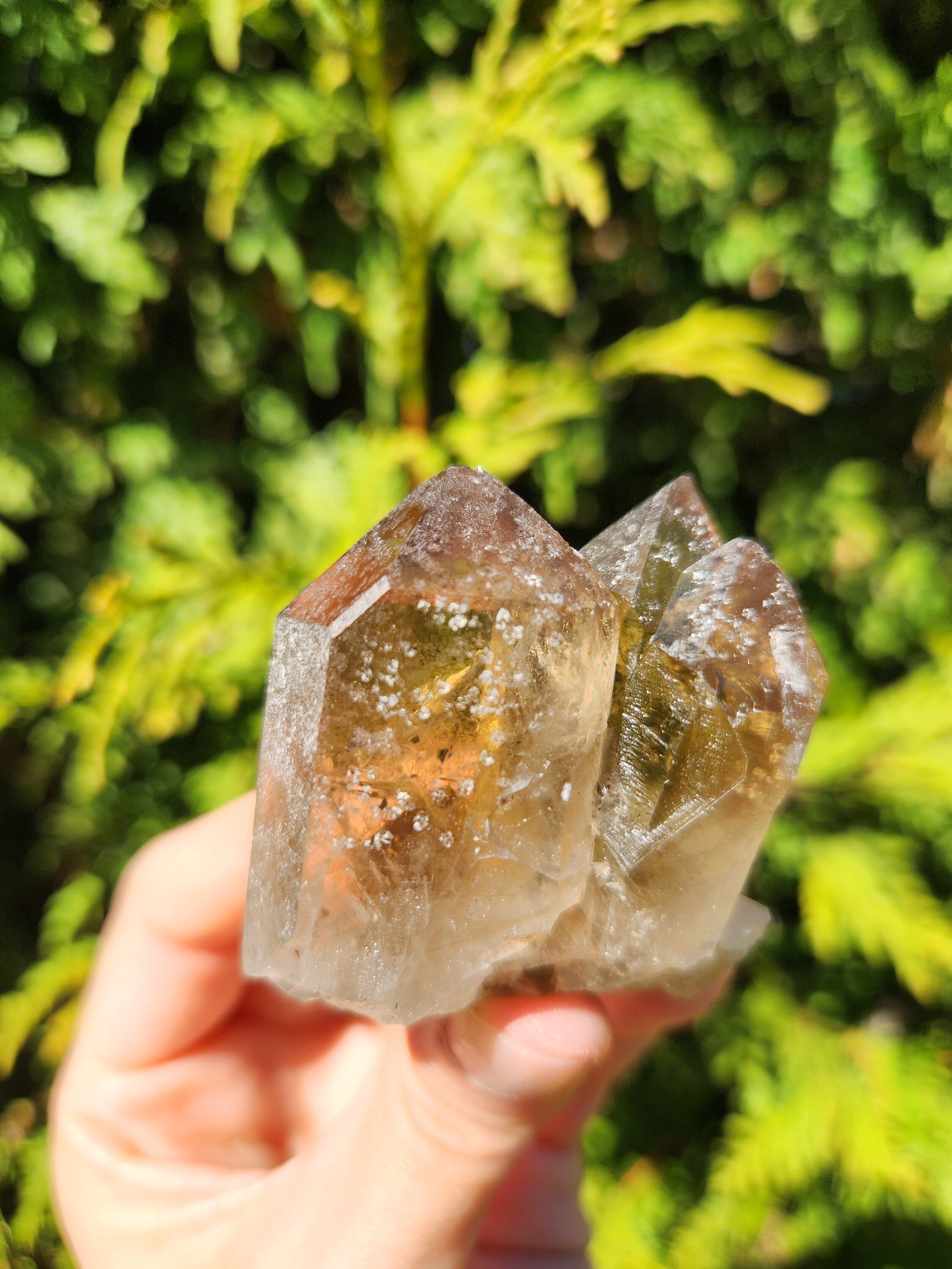 Smoky Quartz Cluster