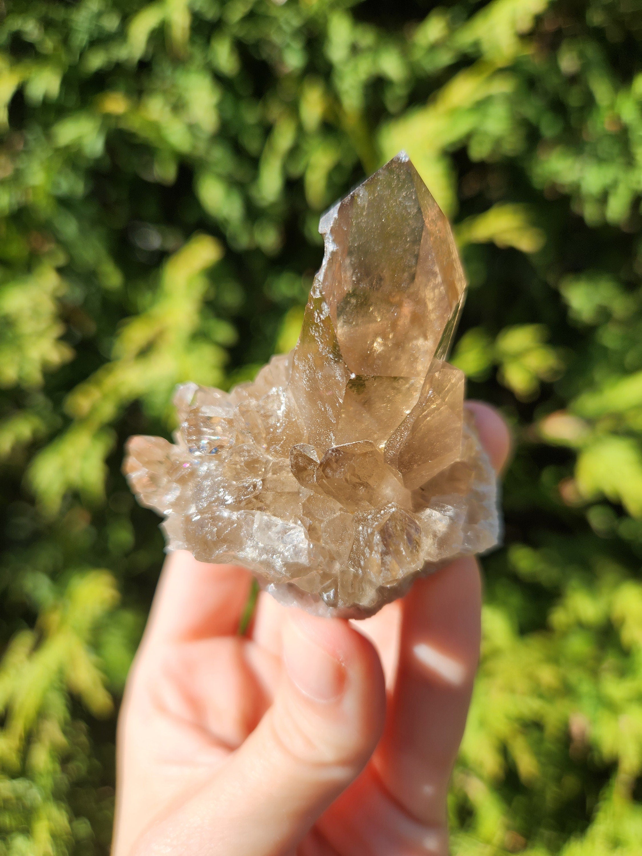 Smoky Quartz Cluster