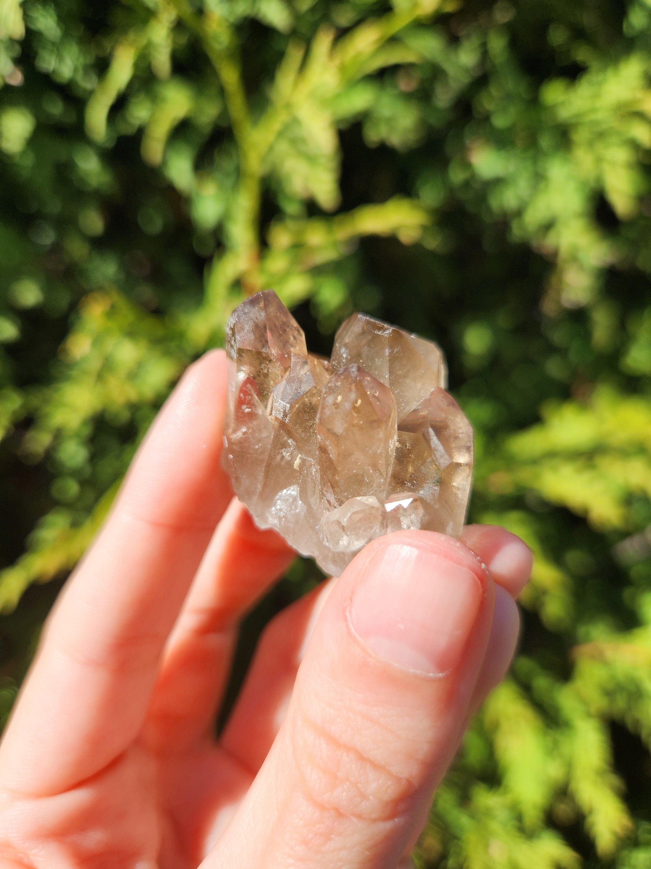 Smoky Quartz Cluster