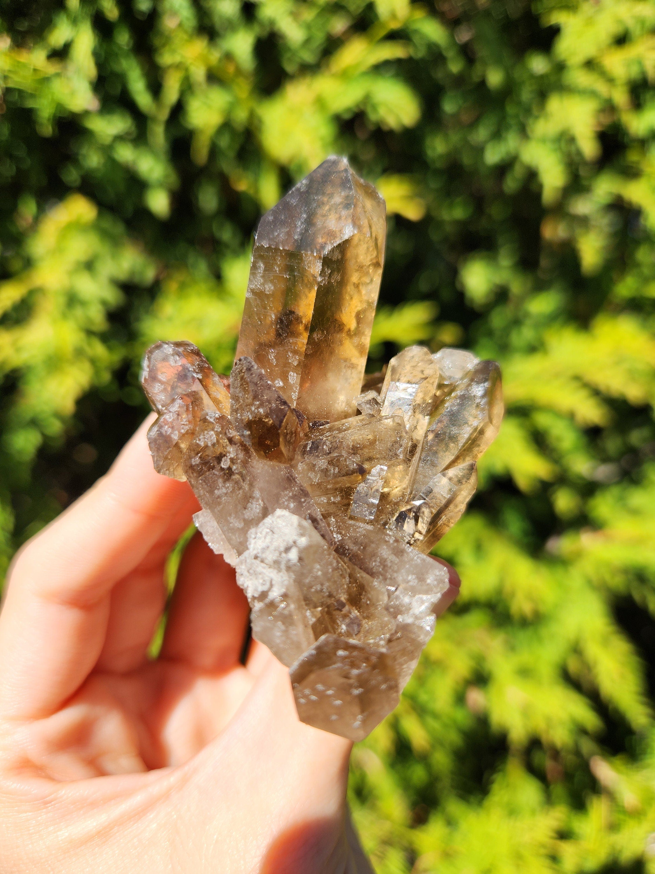 Smoky Quartz Cluster