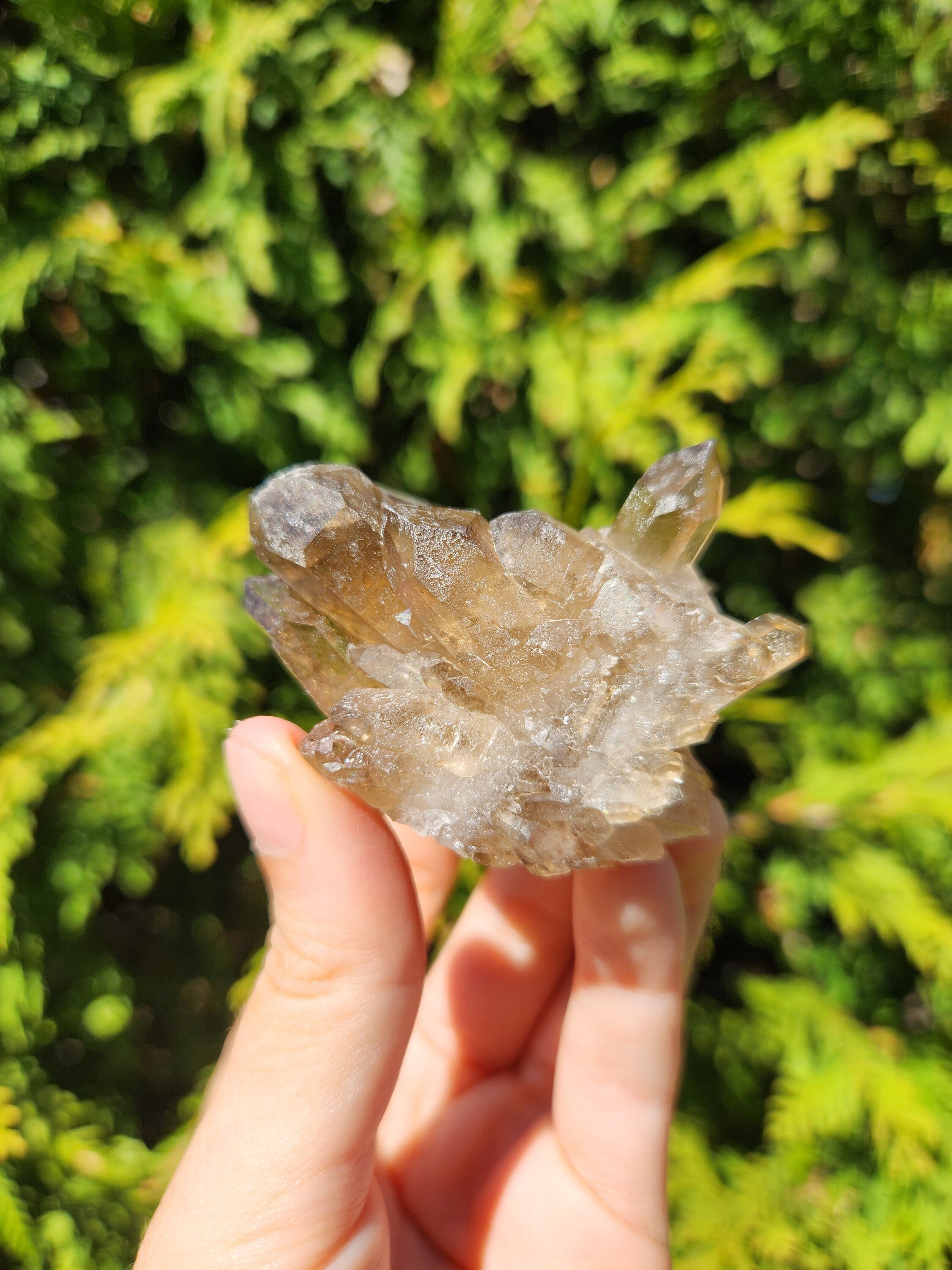 Smoky Quartz Cluster