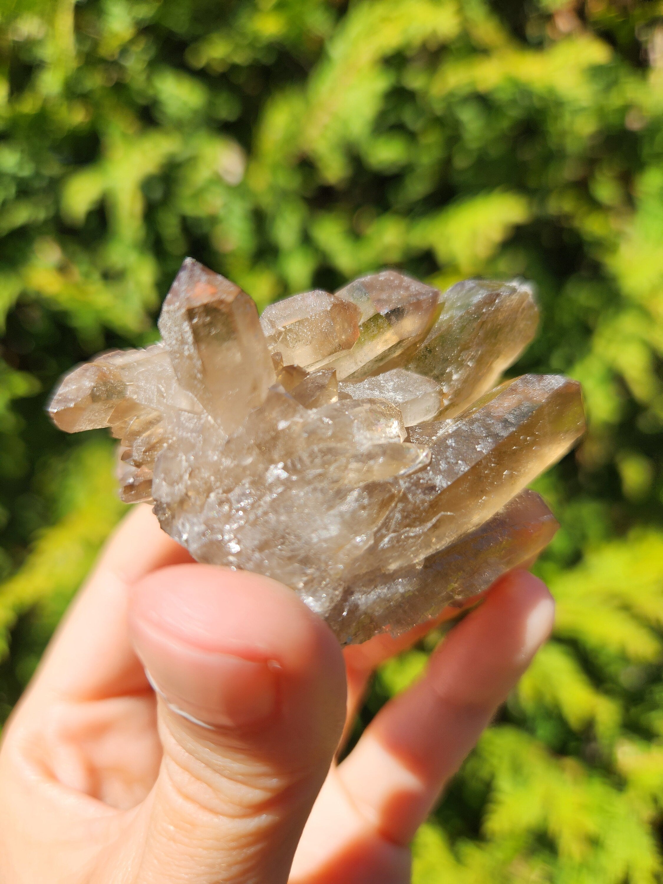 Smoky Quartz Cluster