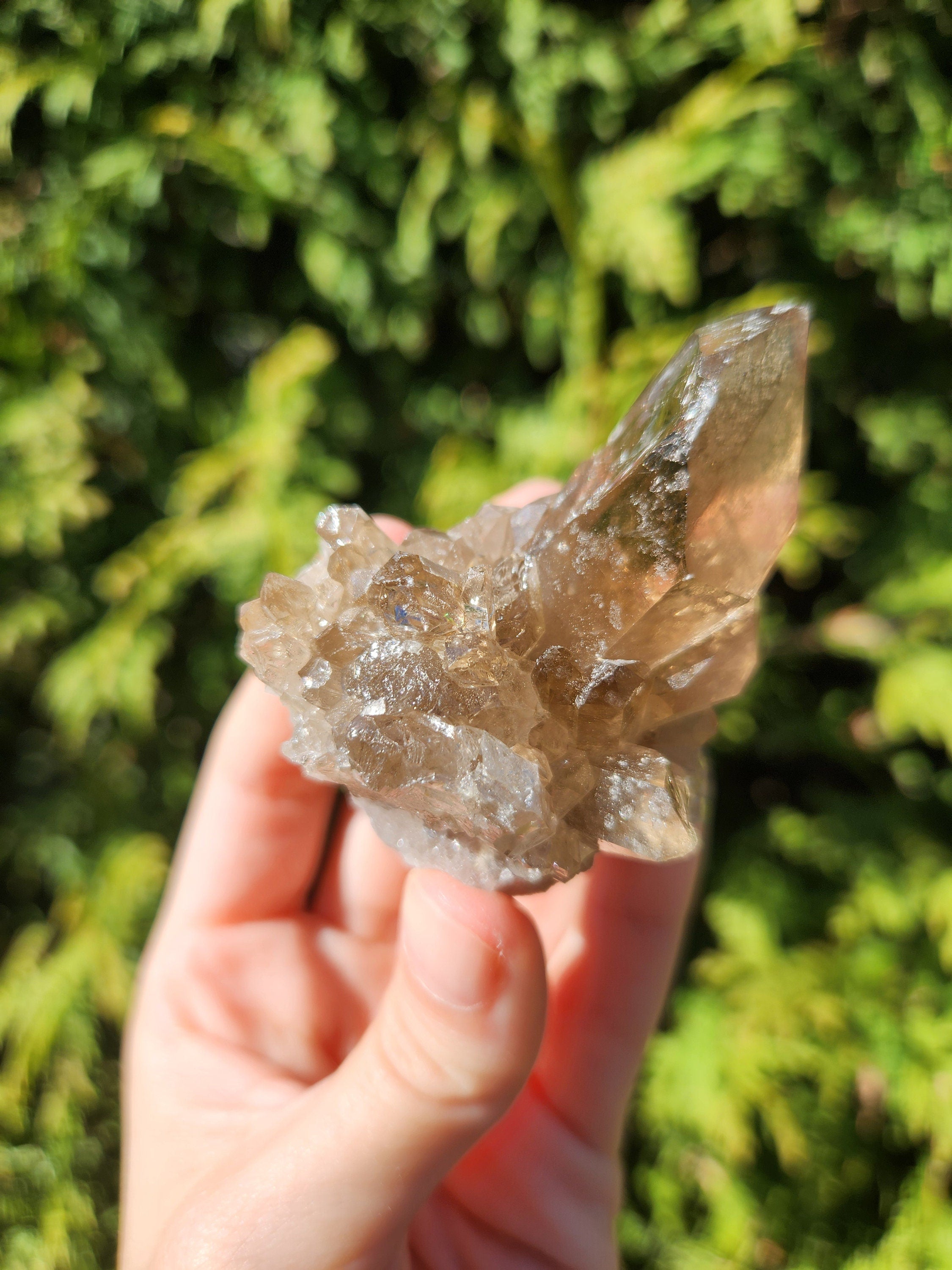 Smoky Quartz Cluster