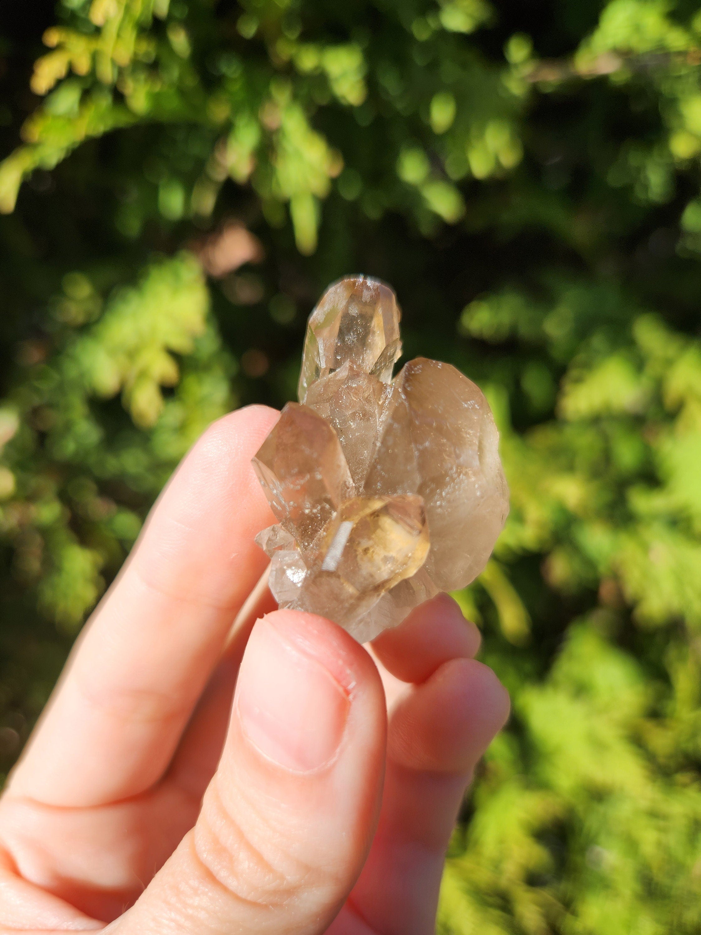 Smoky Quartz Cluster