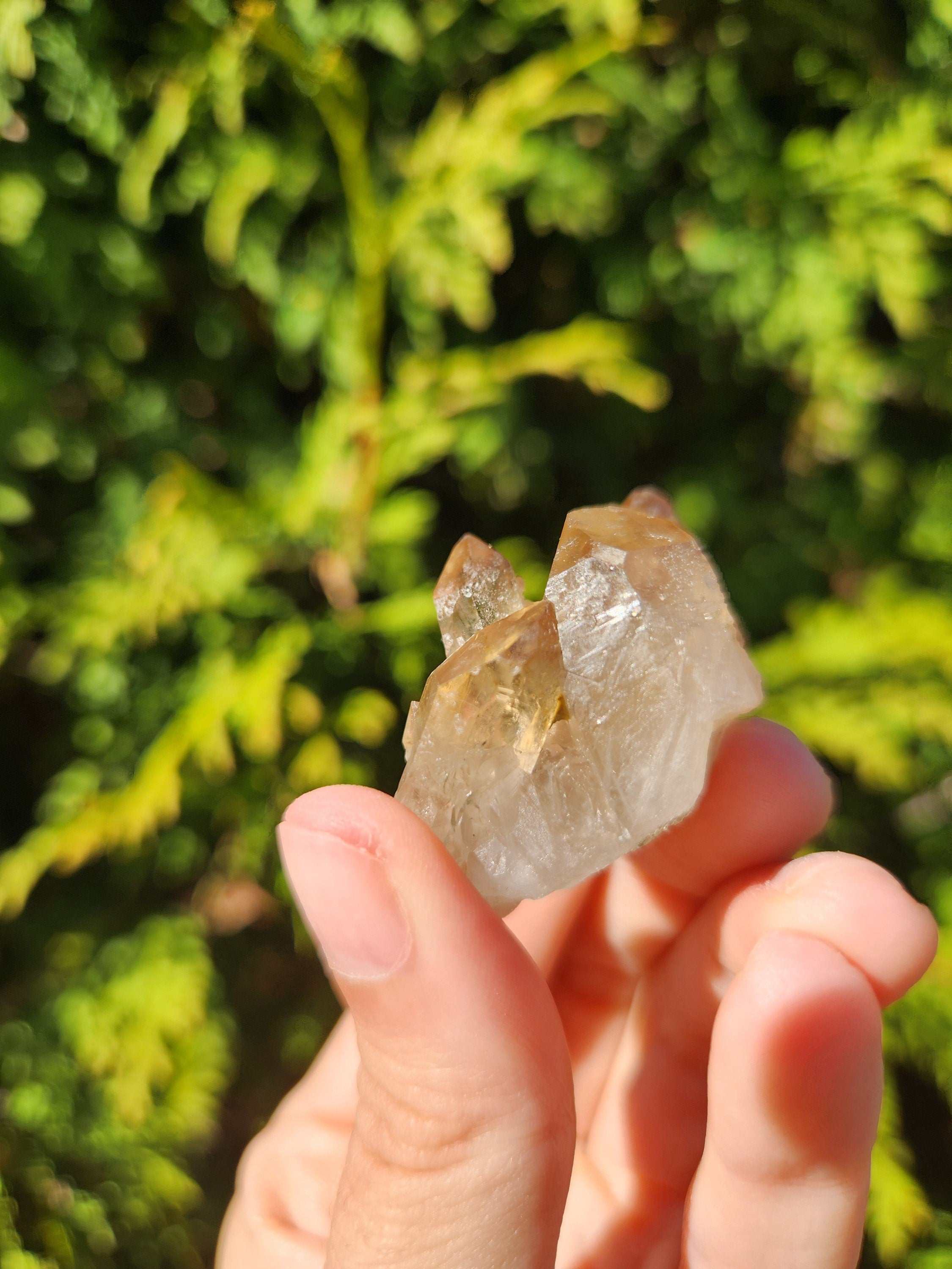 Smoky Quartz Cluster